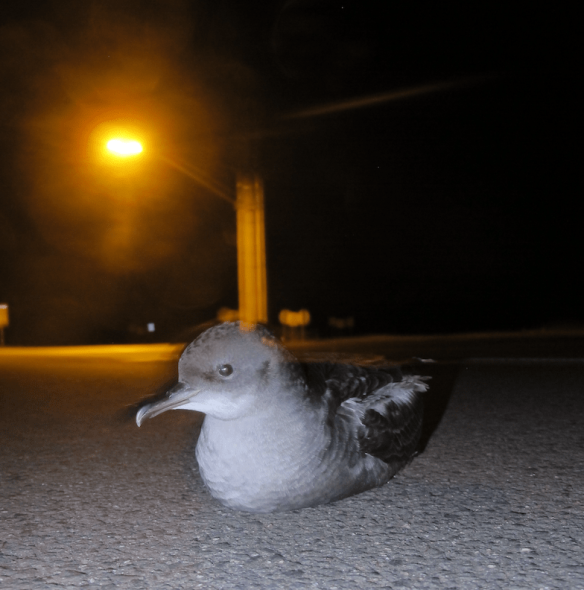 short-tailed-shearwater-fledgling-grounded-by-lights-photo-airam-rodrc3adguez.png