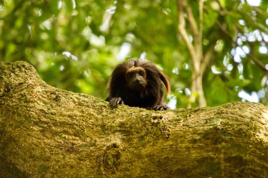 Black lion tamarins | Fred's Ecology and Environmental Tales (AKA: The FEET)